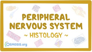 Peripheral nervous system Histology [upl. by Einafit]