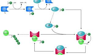 Protein Metabolism  Ubiquitination of Proteins amp the 26S Proteasome [upl. by Glassco]