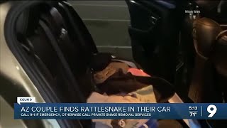 Rattlesnake Found in Car [upl. by Llecram]