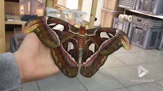 The biggest moth in the world [upl. by Anitsim]