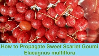 How to Propagate Sweet Scarlet Goumi Elaeagnus multiflora [upl. by Aicsile]