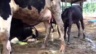 Cow feeding calves [upl. by Hidie]