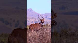 SPECTACULAR MOUNTAIN NYALA  BIG ANTELOPE IN HIGH ALTITUDE WOODLANDS shorts [upl. by Jasik]