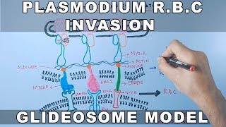 Plasmodium falciparum Erythrocyte Invasion  Glideosome amp Moving Junction [upl. by Eromle649]