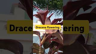 Dracena plant floweringpermanent plants for your Gardentrending garden ytshort shortvideo 1k [upl. by Janka]