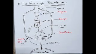 NorAdrenergic Transmission  NorAdrenaline Neurotransmitter  NorEpinephrine  Dopamine [upl. by Kailey]