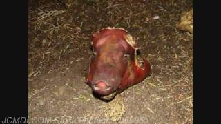 Pig HeadSquirrel Attack Time Lapse Forensic Decomposition Study 720p HD [upl. by Eibbed]