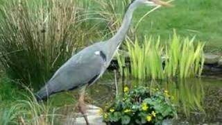 Heron fishing in garden pond [upl. by Mailliwnhoj609]