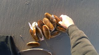 Razor Clams on the Oregon Coast [upl. by Jaworski818]