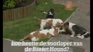 quiz question  hoe heet de voorloper van de basset hound [upl. by Llezom]