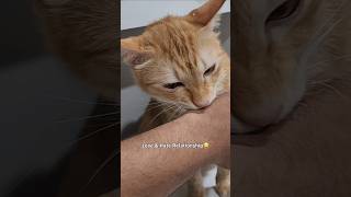 Kaategabhi aur chatega bhi😂  Ye Konse type ka pyaar hai😻🐈 cat cutecats catlover catlove [upl. by Bozuwa]