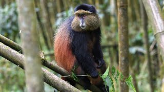 The Golden Monkeys of Rwanda [upl. by Yerd667]