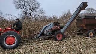 Ear Corn Picking WD AllisChalmers With A New Idea PickerBest Feed For Cows [upl. by Annairb436]