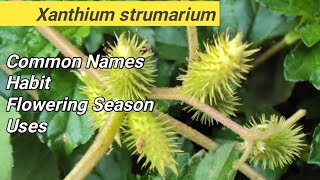 Xanthium strumarium  LOCAL NAME  FLOWERING SEASON  USES  HABIT [upl. by Clements79]