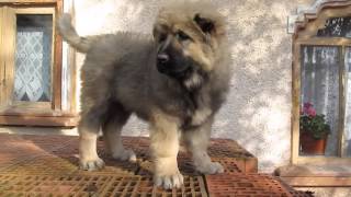 Female of Caucasian Shepherd Pusha of Titans Family aged 2 months and a half [upl. by Aleakam]