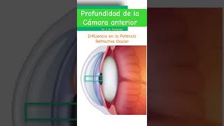 Profundidad de la cámara anterior Participación en la refracción ocular [upl. by Uthrop]