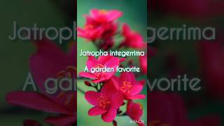 jatropha integerrima care and maintenance [upl. by Dedra792]