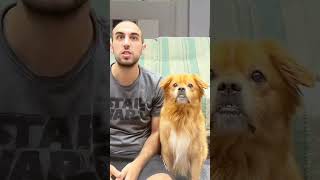 Pet friendly dog part1 funny funnypetsmoments doglover funnyvideo pets petmoments petowner [upl. by Boyd]