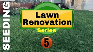 Lawn Renovation Seeding With KBG and Perennial Rye lawn lawncare seeding renovation [upl. by Lynden]