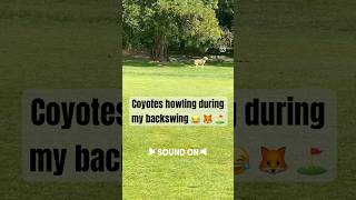 Golf Course Coyotes Howling During My Backswing [upl. by Helena]