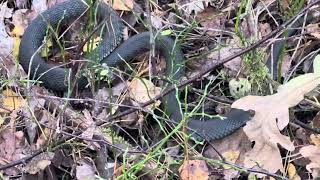 Zaskroniec na grzybobraniu w lasach szydłowieckich grasssnake natrix forest szydłowiec oct2024 [upl. by Edla]