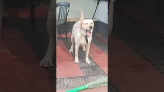 Bruno newgen 2k24 thelab doglovers 🥳🥳😍😘🥰 comedy [upl. by Innoc]