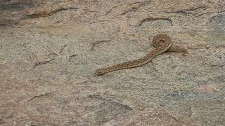 Echis carinatus  Saw Scaled Viper  Chinna pinjara [upl. by Oiragelo]