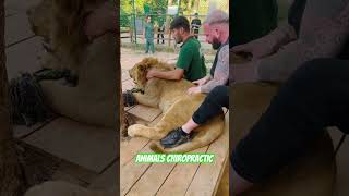 Animals Chiropractic 💚💚asmr dogshorts lion animals foryou chiropractic türkiye [upl. by Omle]