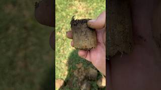 Renovating your Lawn Don’t use Peat Moss lawncare [upl. by Ynaffet]