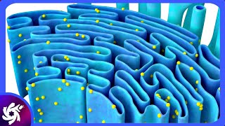 Endoplasmic Reticulum in 3 Minutes  Structure and functions [upl. by Bergren]