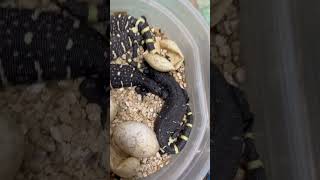 SuperBlack Heloderma horridum hatching [upl. by Salot]