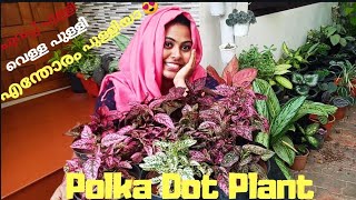 polka Dot plant care and propagation [upl. by Hsirahc367]