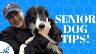 Senior Dog Care Tips To Keep Them Healthy [upl. by Airdnua]