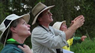 In search of the elusive Coxens Fig Parrot  Noosa Landcare [upl. by Amyas]