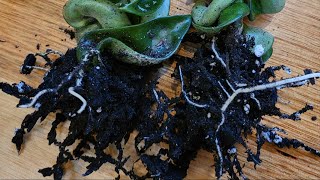 How to Propagate Hoya Fast and Easy step by step guide [upl. by Leonor]