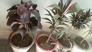 How to care and grow Dracaena plants [upl. by Onairot909]