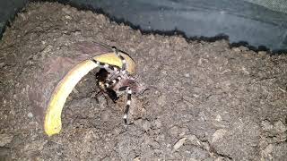 Acanthoscurria geniculata feeding  Fütterung meiner Weißknievogelspinne [upl. by Bettye108]