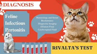 Diagnosis of Feline Infectious Peritonitis  Rivaltas Test  Paws and Practice [upl. by Urien]