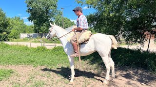 Caballo Overo Manso y nuevo 1500000 LOSEQUINOSCOM [upl. by Hedvige677]