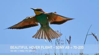 Beautiful Hover Flight  Sony A9  70200 BIF [upl. by Wadsworth]