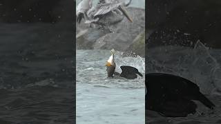 Hungry cormorant struggles to swallow massive fish amid fish feeding frenzy [upl. by Lubba284]