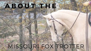 About the Missouri Fox Trotter  Gaited Horse Breeds  DiscoverTheHorse [upl. by Bel89]