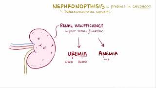 Medullary Cystic Kidney Disease  Renal Pathology  Osmosis [upl. by Nonohcle]