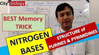 NITROGEN BASES  PURINES amp PYRIMIDINES  Best memory trick for NEETAIIMS PMT [upl. by Daryn]