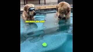 Goldens vs Tennis ball [upl. by Marje730]