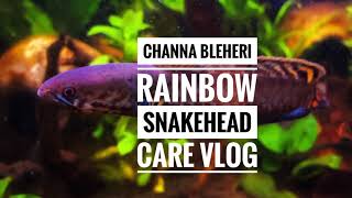 Channa Bleheri Rainbow Snakehead Care Vlog ENG [upl. by Seko]