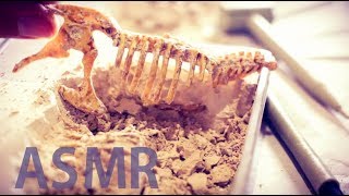 ASMR TRex Excavation ⛏️Ep 2 quotThree Bones Extractedquot  NO TALKING [upl. by Francis48]