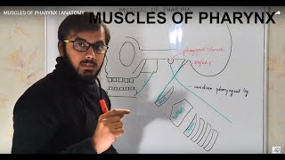 MUSCLES OF PHARYNX  ANATOMY [upl. by Nalyad317]