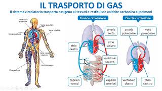 COME AVVIENE IL TRASPORTO GASSOSO NEL SANGUE [upl. by Ecidnac]