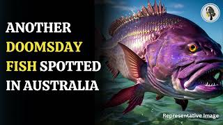 Doomsday Fish Spotted in Australia Oarfish Mysteries  Wion Podcast [upl. by Javier]